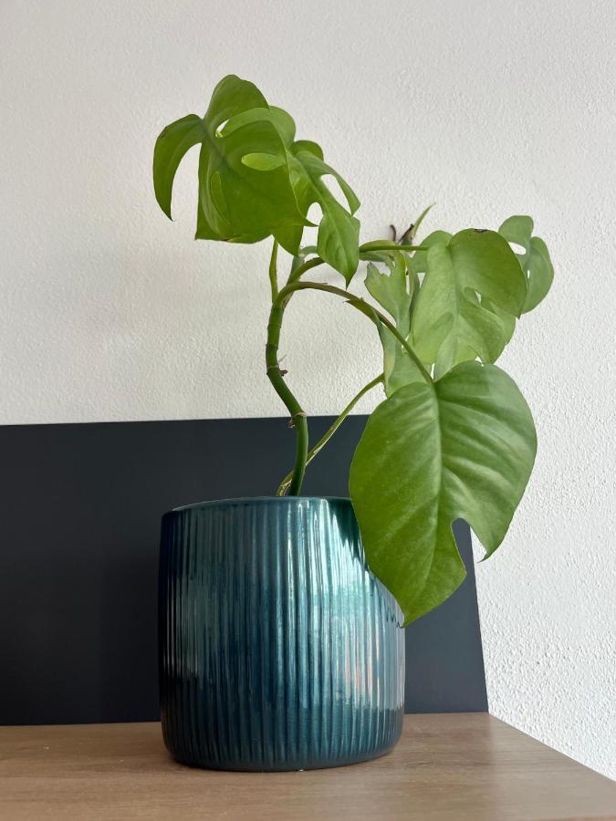 Monstera I Διαμέρισμα Kolín Εξωτερικό φωτογραφία